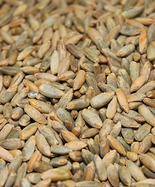montana milling inc rye