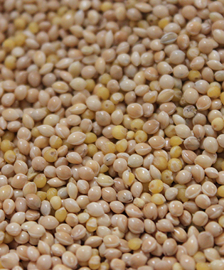 white millet seed for sale white millet seed for sale